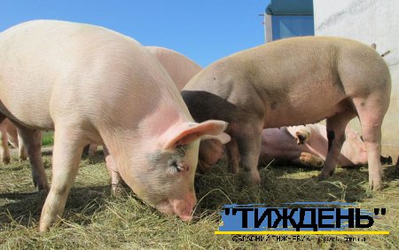 На Кролевеччині зафіксували спалах африканської чуми свиней