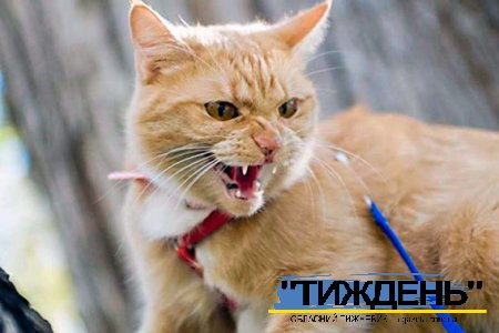 У Тростянці у агресивного домашнього кота виявився сказ