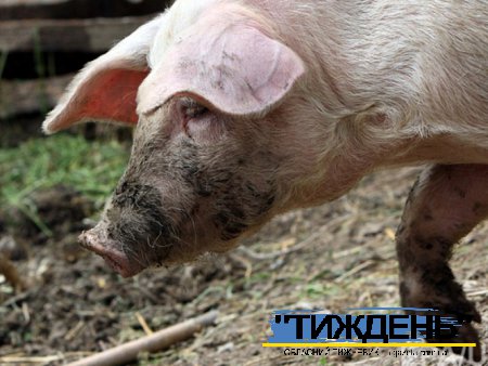 В Сумах знайшли труп тварини з підозрою на африканську чуму свиней