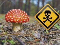 Профілактика отруєння грибами