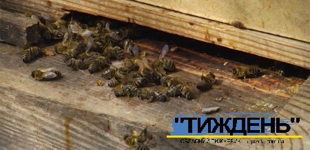 У Тростянці створили постійну комісію по встановленню фактів отруєння бджіл