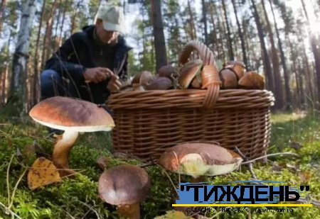 "Тихе полювання" в Тростянецькому лісі завершилося для грибників реанімацією