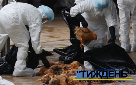 На Сумщиніі виявлено захворювання птиці на високопатогенний грип