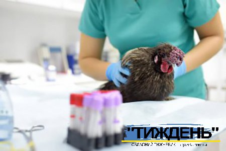 Ще один випадок грипу птиці виявлено в Сумській області