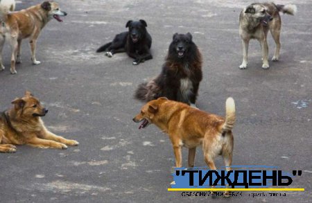 У Тростянці почастішали випадки нападу бродячих собак на вулицях на людей