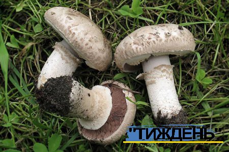 В Печинах пенсіонерка отруїлася назбираними у власному садку печерицями
