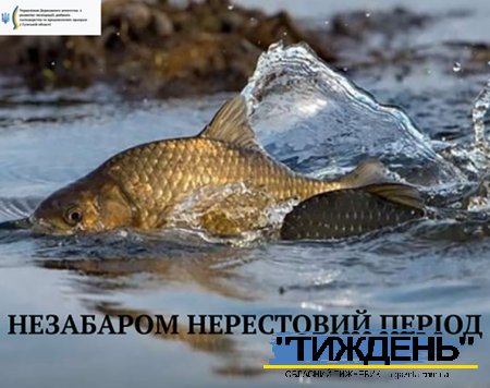 Увага, нерест: затверджено перелік меж нерестовищ у період нересту риб