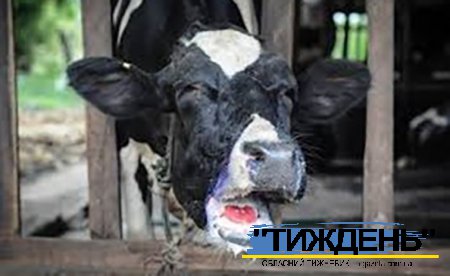 Дотримання профілактичних заходів щодо недопущення занесення ящуру лишається актуальним