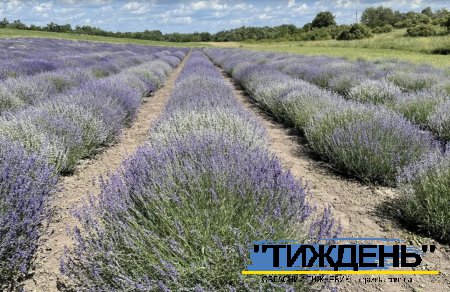 На зустріч з літом: неподалік Тростянця в селі Боголюбове розквітло лавандове поле