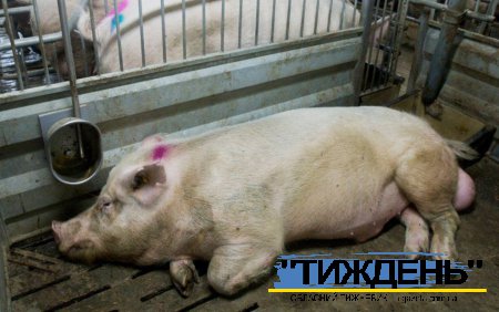 На Сумщині в одному з господарств виявили ДНК вірусу африканської чуми свиней